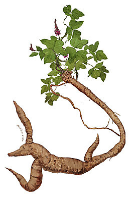 PSD 일러스트 재료 사람없음 농작물 한의학 한약재 약초 칡 디테일 국내일러스트 식물 농업 의학 약재 풀_식물 파일형식