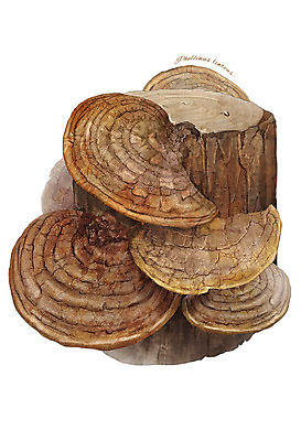 PSD 일러스트 식재료 재료 사람없음 농작물 버섯 한의학 한약재 나무토막 상황버섯 디테일 국내일러스트 농업 의학 약재 파일형식