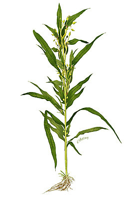 PSD 식물 일러스트 재료 사람없음 농작물 한의학 한약재 약초 율무 디테일 국내일러스트 농업 의학 약재 풀_식물 파일형식