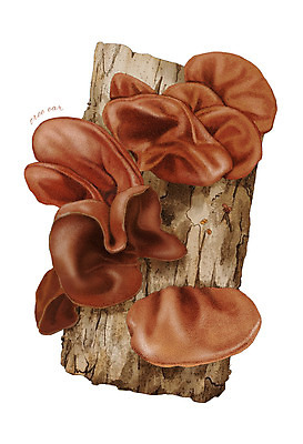 PSD 일러스트 식재료 재료 사람없음 농작물 버섯 한의학 한약재 나무토막 목이버섯 디테일 국내일러스트 농업 의학 약재 파일형식