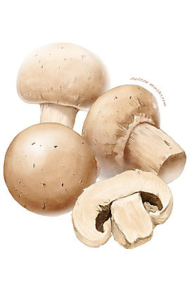 PSD 일러스트 식재료 재료 사람없음 농작물 버섯 한의학 한약재 양송이 디테일 국내일러스트 농업 의학 약재 파일형식