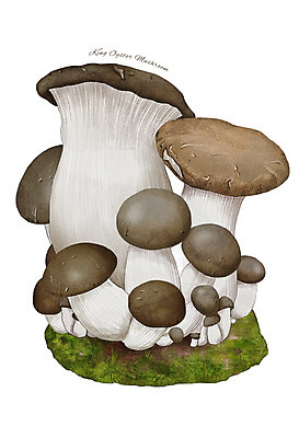 PSD 일러스트 식재료 재료 사람없음 농작물 버섯 한의학 한약재 새송이버섯 디테일 국내일러스트 농업 의학 약재 파일형식