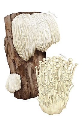 PSD 일러스트 식재료 재료 사람없음 농작물 버섯 한의학 한약재 팽이버섯 나무토막 디테일 국내일러스트 농업 의학 약재 파일형식