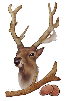 PSD 동물 일러스트 재료 사슴 뿔 사람없음 한의학 한약재 녹용 디테일 국내일러스트 포유류 의학 약재 파일형식