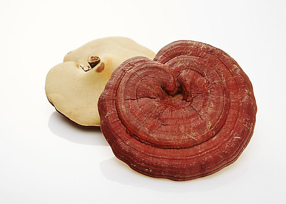 포토 JPG 스튜디오촬영 재료 실내 건강 사람없음 버섯 한의학 한약재 한약 건강식품 영지버섯 국내포토 음식 의학 내부 약 약재 파일형식