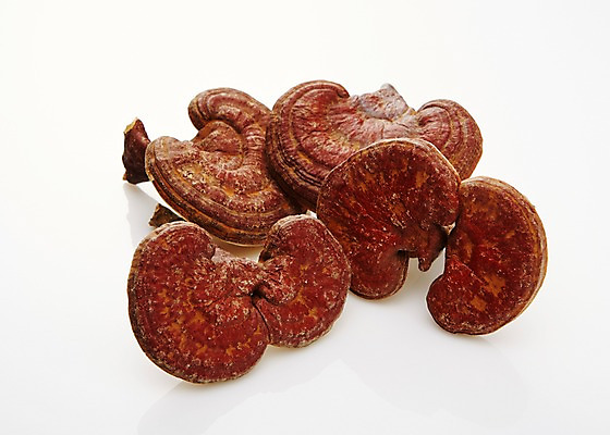 포토 JPG 스튜디오촬영 재료 실내 건강 사람없음 버섯 한의학 한약재 한약 건강식품 영지버섯 국내포토 음식 의학 내부 약 약재 파일형식