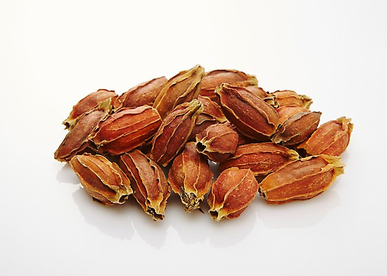 포토 JPG 스튜디오촬영 재료 실내 사람없음 한의학 한약재 한약 건강식품 치자 국내포토 음식 의학 건강 내부 약 약재 파일형식