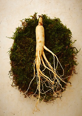 포토 JPG 스튜디오촬영 재료 실내 건강 이끼 사람없음 한의학 한약재 삼 인삼 한약 건강식품 국내포토 음식 채소 의학 내부 약 약재 파일형식