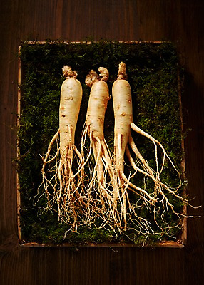 포토 JPG 스튜디오촬영 재료 실내 건강 이끼 사람없음 한의학 한약재 삼 인삼 한약 건강식품 국내포토 음식 채소 의학 내부 약 약재 파일형식