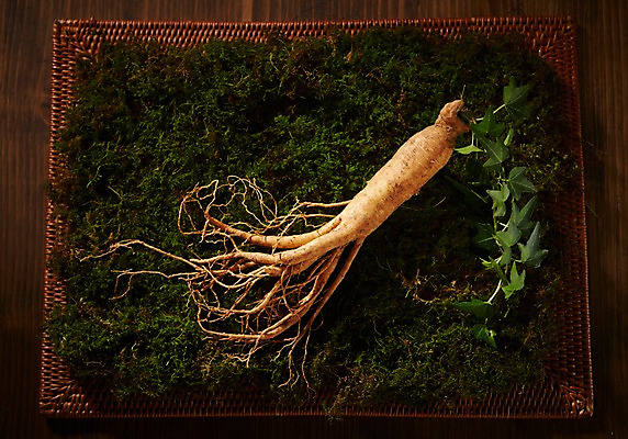 포토 JPG 스튜디오촬영 재료 실내 건강 이끼 사람없음 한의학 한약재 삼 인삼 한약 건강식품 국내포토 음식 채소 의학 내부 약 약재 파일형식