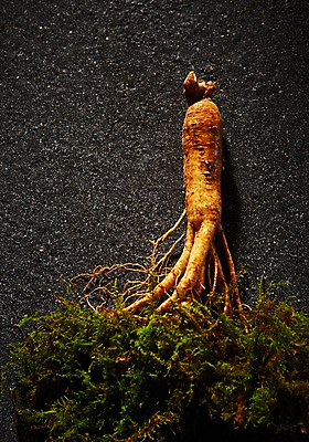 포토 JPG 스튜디오촬영 재료 실내 건강 이끼 사람없음 한의학 한약재 삼 인삼 한약 건강식품 국내포토 음식 채소 의학 내부 약 약재 파일형식