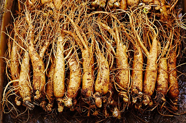 포토 JPG 스튜디오촬영 재료 실내 사람없음 한의학 한약재 삼 인삼 한약 건강식품 국내포토 음식 채소 의학 건강 내부 약 약재 파일형식