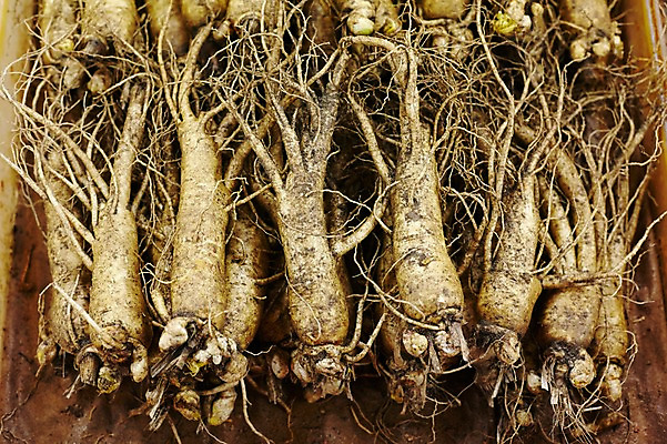 포토 JPG 스튜디오촬영 재료 실내 사람없음 한의학 한약재 삼 인삼 한약 건강식품 국내포토 음식 채소 의학 건강 내부 약 약재 파일형식