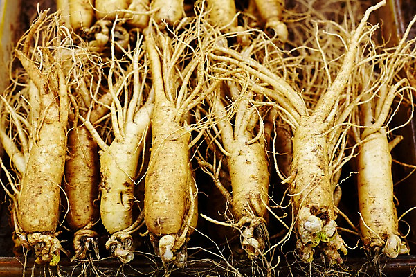 포토 JPG 스튜디오촬영 재료 실내 사람없음 한의학 한약재 삼 인삼 한약 건강식품 국내포토 음식 채소 의학 건강 내부 약 약재 파일형식