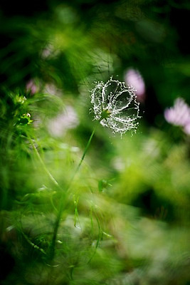 JPG 식물 편집 편집이미지 꽃 사람없음 화려 우아함 디지털합성 디지털아트 스플래쉬 편집실사 컨셉 CG 파일형식