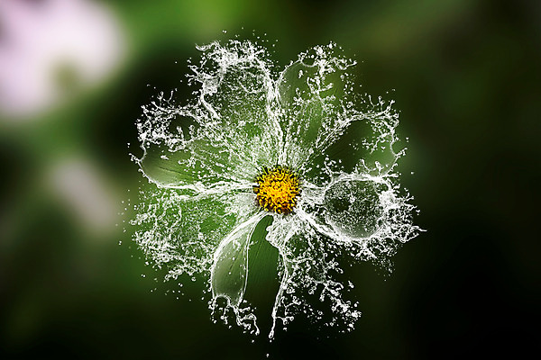 JPG 식물 편집 편집이미지 꽃 배경화면 사람없음 화려 우아함 디지털합성 디지털아트 스플래쉬 편집실사 컨셉 CG 파일형식