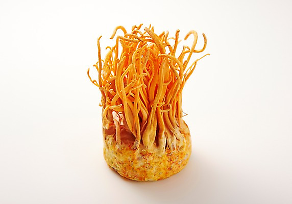 포토 JPG 스튜디오촬영 음식 식재료 실내 사람없음 버섯 약재 건강식품 동충하초 국내포토 건강 내부 약 한약재 파일형식