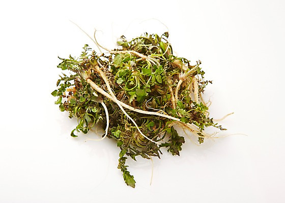 포토 JPG 스튜디오촬영 음식 식재료 실내 사람없음 나물 냉이 국내포토 채소 내부 파일형식