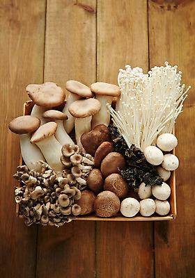 포토 JPG 스튜디오촬영 음식 식재료 실내 사람없음 버섯 양송이 팽이버섯 레시피 표고버섯 느타리버섯 새송이버섯 국내포토 내부 파일형식