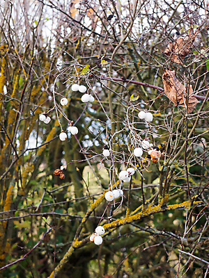 포토 JPG 해외이미지 나무 식물 계절 열매 음식 백그라운드 낙엽 잎 농업 과일 자연 씨앗 사람없음 야외 장식 초록색 여름 정원 봄 가을 흰색 나뭇가지 신선 독약 달콤 관목 내추럴 숙성 해외202004 해외포토 산업 컬러 맛 생태계 파일형식 이미지허브