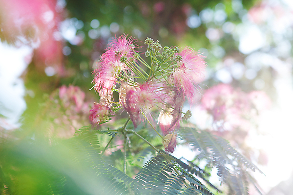포토 JPG 해외이미지 공원 무기 벽 조각 백그라운드 꽃무늬 불 사람없음 야외 초록색 파란색 평화 금속 힘 총 성장 역사 보호 위험 제비꽃 심볼 언덕 오브젝트 군용 싸움 전쟁 육군 반대 대포 천연기념물 옛날 해외202004 해외포토 자연요소 공공시설 꽃 컬러 컨셉 무늬 모션 재질 군대 파일형식 이미지허브