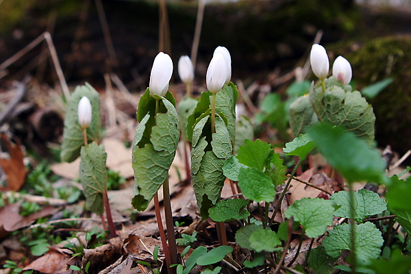 포토 JPG 해외이미지 모양 식물 꽃 줄기 잎 오렌지 곰 사람없음 야외 빨간색 새싹 정원 못 개화 칼날 황금 칼 큼 뿌리 좁은 지하 남쪽 영원 해외202004 해외포토 동물 컬러 과일 포유류 공구 크기 방향 파일형식 이미지허브