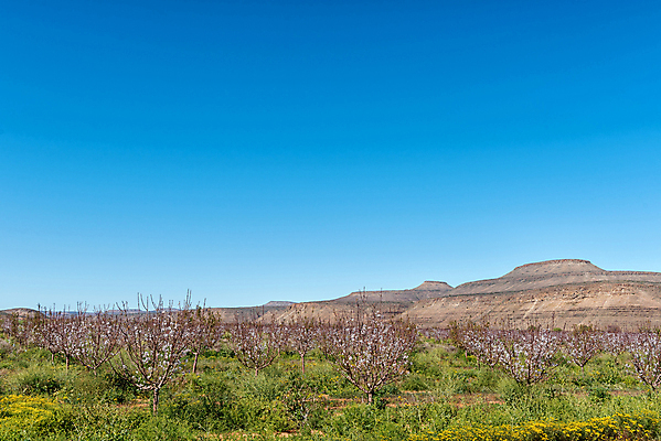 포토 JPG 해외이미지 여행 겨울 농업 과일 아프리카 자연 산 풍경 사람없음 초록색 파란색 햇빛 농장 갈색 노란색 맑음 시골 과수원 언덕 남아프리카 해외202004 해외포토 계절 나라 산업 컬러 날씨 태양 생태계 파일형식 이미지허브