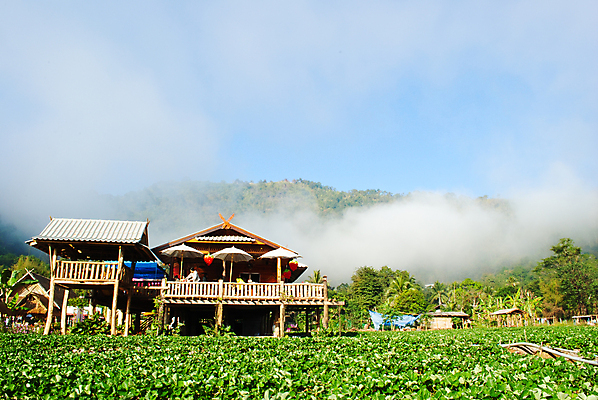 포토 JPG 해외이미지 나무 식물 계절 음식 백그라운드 잎 겨울 패턴 과일 태국 자연 벽지 딸기 디저트 건강 풍경 사람없음 빨간색 초록색 농장 정원 봄 흰색 신선 닫기 질감 내추럴 해외202004 해외포토 아시아 컬러 무늬 농업 모션 생태계 파일형식 이미지허브