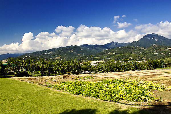 포토 JPG 해외이미지 나무 식물 계절 도로 여행 백그라운드 밭 농업 오렌지 자연 하늘 주택 풍경 사람없음 건물 목재 초록색 여름 빛 농장 농경지 노란색 환경 일몰 봄 이탈리아 시골 재산 심볼 웨이브 장면 내추럴 토스카나 해외202004 해외포토 건축물 유럽 산업 길 컬러 과일 재료 교통시설 금융 노을 생태계 파일형식 이미지허브