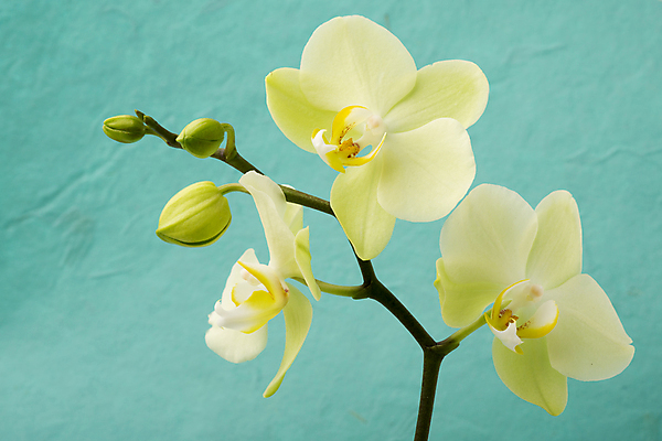 포토 JPG 해외이미지 식물 꽃잎 꽃 줄기 분홍색 백그라운드 자연 사람없음 스파 침묵 봄 난초 오브젝트 장면 해외202004 해외포토 계절 컬러 소리 생태계 파일형식 이미지허브