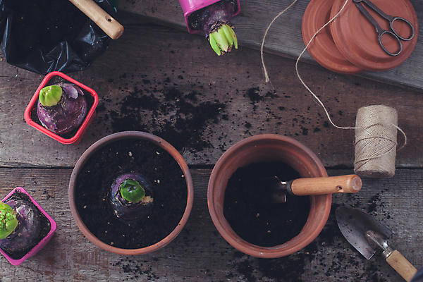 포토 JPG 해외이미지 식물 템플릿 배너 계절 꽃 포스터 백그라운드 밭 자연 휴식 씨앗 풍경 취미 사람없음 목재 가로 여름 세트 환경 정원 흙 장비 성장 도구 시골 업무 냄비 땅 에코 원예 레이아웃 먼지 주말 갈퀴 구성 땅바닥 생태학 원예사 히아신스 카피스페이스 해외202004 해외포토 나무 직업 교육 컨셉 농업 재료 바닥 공백 작업 솥 생태계 파일형식 이미지허브