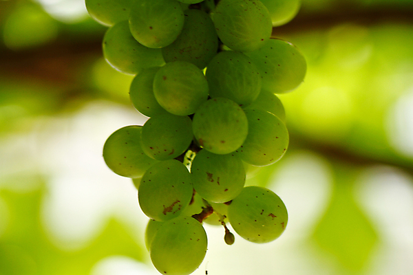 포토 JPG 해외이미지 식물 계절 열매 음식 백그라운드 잎 농업 다이어트 과일 자연 포도 디저트 건강 사람없음 야외 초록색 여름 농작물 햇빛 와인 맑음 수확 가을 흰색 나뭇가지 시골 신선 그룹 달콤 맛 다발 먹기 유기농 포도밭 포도나무 내추럴 숙성 양조장 채식주의자 해외202004 해외포토 나무 웰빙 산업 컬러 컨셉 밭 모션 날씨 주류 태양 과일나무 생태계 채식 파일형식 이미지허브