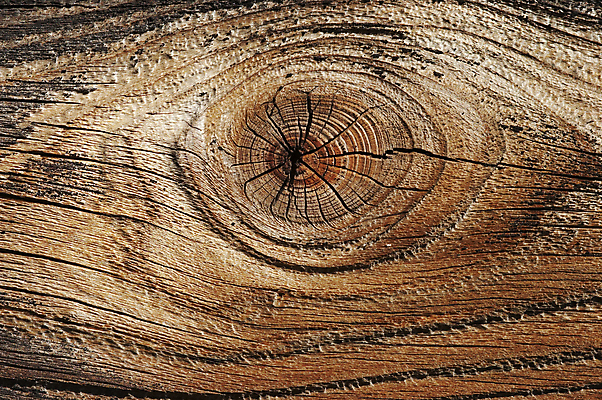 포토 JPG 해외이미지 백그라운드 자연 표면 추상 사람없음 목재 반지 거친 떨어짐 묘사 질감 날것 내추럴 수목 해외202004 해외포토 나무 컨셉 무늬 재료 장신구 생태계 파일형식 이미지허브