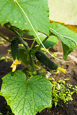 포토 JPG 해외이미지 식물 음식 줄기 잎 농업 다이어트 채소 재료 자연 오이 건강 씨앗 사람없음 야외 초록색 농장 정원 샐러드 수확 신선 원형 농부 먹기 묘사 내추럴 오이피클 채식주의자 해외202004 해외포토 도형 직업 산업 컬러 모션 생태계 채식 피클 파일형식 이미지허브