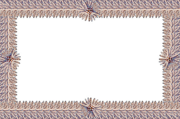 포토 JPG 해외이미지 디자인 벽 바다 가구 백그라운드 패턴 추상 불가사리 프레임 미술 사람없음 내부 장식 우주 공백 거울 수확 덮개 흰색 미술관 앨범 전시회 묘사 그림 박물관 질감 뼈대 직사각형 목각 고립 보유 복잡 옛날 스타일 해외202004 해외포토 도형 컬러 생활용품 컨셉 무늬 농업 문화예술 극피동물 전시 뚜껑 파일형식 이미지허브