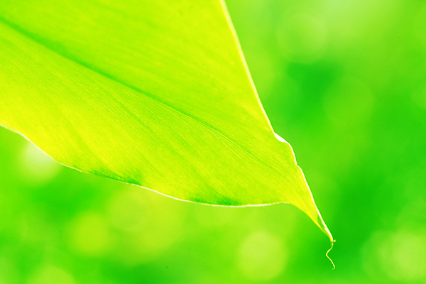 포토 JPG 해외이미지 나무 식물 계절 잎 패턴 농업 자연 세포 건강 사람없음 초록색 정원 봄 활발 성장 가을 나뭇가지 신선 숲 이슬 허브 순수 묘사 에코 유기농 생태계 질감 생물학 정맥 내추럴 생태학 그리너리 해외202004 해외포토 웰빙 교육 산업 컬러 컨셉 무늬 환경 혈관 파일형식 트랜드컬러 이미지허브