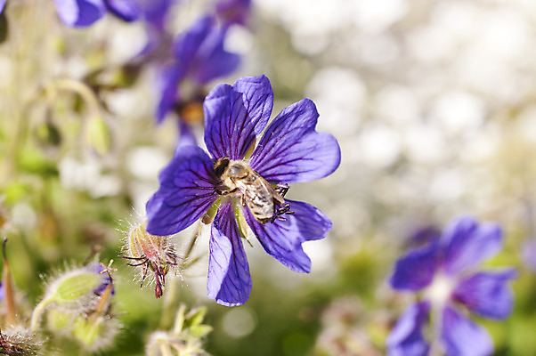 포토 JPG 해외이미지 식물 동물 꽃 곤충 패턴 자연 사람없음 컬러풀 정원 맑음 봄 벚꽃 개화 닫기 수분 유기농 꽃가루 내추럴 제라늄 호박벌 해외202004 해외포토 웰빙 계절 컬러 무늬 모션 날씨 벌_곤충 가루 생태계 파일형식 이미지허브