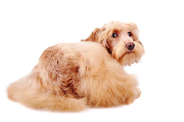 포토 JPG 해외이미지 동물 척추동물 행복 새끼 포유류 털 사람없음 반려동물 갈색 머리 우정 개 강아지 보호 작음 모피 테리어 호기심 푸들 사냥개 솜털 송곳니 기르기 신앙심 유래 천진난만 해외202004 해외포토 감정 컬러 컨셉 신체부위 친구 치아 크기 돌봄 파일형식 이미지허브