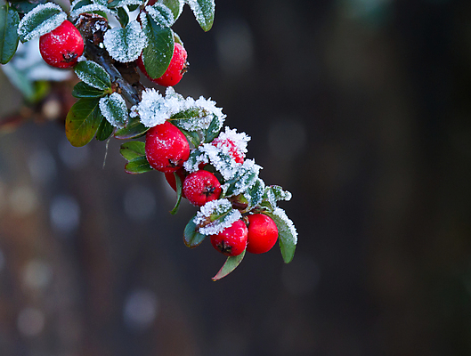 포토 JPG 해외이미지 계절 열매 잎 겨울 자연 사람없음 빨간색 초록색 냉동 얼음 추위 서리 결정체 해외202004 해외포토 자연요소 식물 컬러 생태계 파일형식 이미지허브