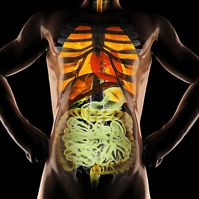 포토 JPG 해외이미지 교육 남자 신체 부분 해부 엑스레이 실내 건강 병원 사람 성인 사람없음 약 검은색 진료 환자 의사 광선 오르간 질병 흉부 생물학 간 몸통 외과 췌장 궤 방사선 복근 해외202004 해외포토 컬러 의학 근육 내부 신체부위 의료진 장기_의학 건반악기 호흡기관 파일형식 이미지허브