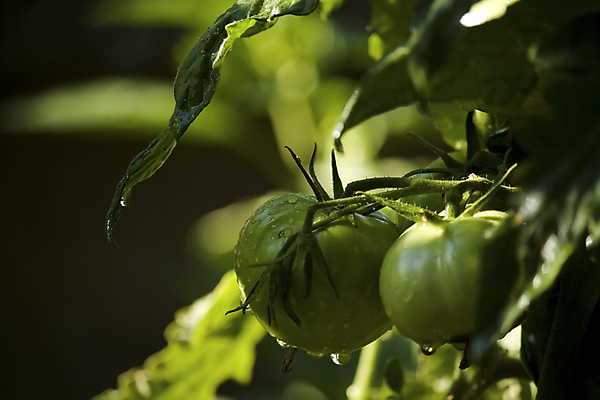 포토 JPG 해외이미지 식물 음식 토마토 채소 건강 사람없음 초록색 물 정원 물방울 닫기 해외202004 해외포토 자연요소 컬러 모션 파일형식 이미지허브