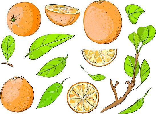 EPS 해외이미지 백그라운드 오렌지 일러스트 나뭇잎 사람없음 주황색 나뭇가지 해외202004 해외일러스트 나무 컬러 잎 과일 파일형식 벡터 이미지허브