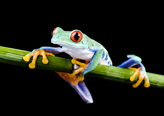 포토 JPG 해외이미지 한마리 야생동물 검은배경 실내 매달리기 양서류 사람없음 청개구리 잎줄기 해외202004 해외포토 동물 1 줄기 백그라운드 모션 개구리 내부 검은색 파일형식 이미지허브