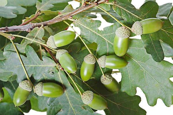 포토 JPG 해외이미지 나무 식물 계절 음식 줄기 백그라운드 잎 패턴 과일 자연 씨앗 사람없음 야외 목재 장식 초록색 여름 농작물 갈색 침묵 활발 견과류 수확 성장 가을 흰색 나뭇가지 그룹 숲 9월 오브젝트 질감 도토리 흙더미 8월 10월 내추럴 고립 멀티 생존 해외202004 해외포토 컬러 컨셉 무늬 농업 재료 소리 흙 날짜 생태계 파일형식 더미 이미지허브