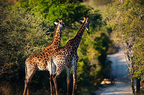 포토 JPG 해외이미지 동물 공원 야생동물 여행 백그라운드 2 패턴 아프리카 사람없음 야외 초록색 노란색 머리 게임 붓 쌍 큼 기린 사파리 남쪽 남아프리카 사바나 전국 해외202004 해외포토 공공시설 나라 컬러 무늬 포유류 놀이 신체부위 크기 방향 파일형식 이미지허브