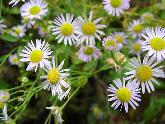 포토 JPG 해외이미지 식물 꽃 사람없음 목재 여름 가을 닫기 4월 9월 10월 해외202004 해외포토 나무 계절 재료 모션 날짜 파일형식 이미지허브