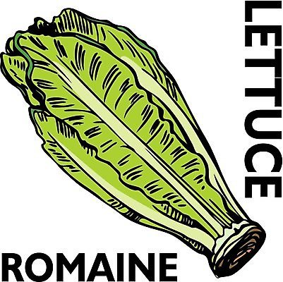 EPS 해외이미지 클립아트 음식 채소 일러스트 텍스트 미술 그래픽 초록색 검은색 샐러드 흰색 낙서 상추 스케치 오브젝트 그림 클립 로메인상추 해외202004 해외일러스트 컬러 문화예술 파일형식 벡터 이미지허브