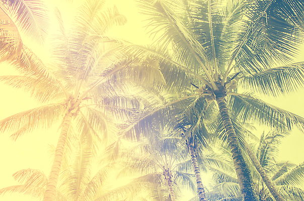 포토 JPG 해외이미지 나무 실루엣 바다 여행 백그라운드 자연 하늘 추상 손바닥 사람없음 태양 일몰 수확 복고 코코넛 해외202004 해외포토 자연요소 식물 손 무늬 농업 과일 촬영기법 노을 생태계 파일형식 이미지허브