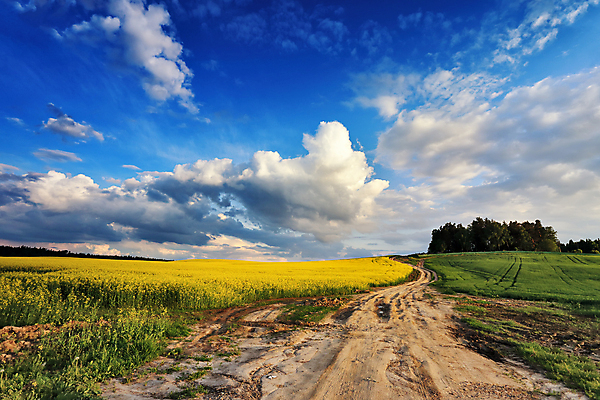 포토 JPG 해외이미지 식물 구름 꽃 산업 도로 길 백그라운드 밭 농업 자연 하늘 파노라마 씨앗 풍경 사람없음 목재 초록색 여름 파란색 농작물 컬러풀 노란색 맑음 일몰 봄 벚꽃 시골 황금 저녁 5월 땅 유채 방법 밭일 벨로루시 생태학 카놀라 해외202004 해외포토 자연요소 나무 계절 교육 컬러 재료 교통시설 날씨 촬영기법 노을 날짜 야간 생태계 파일형식 이미지허브