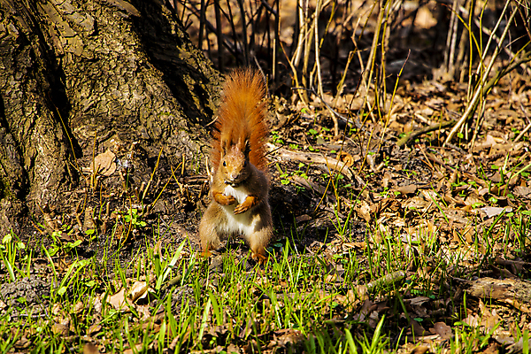 포토 JPG 해외이미지 나무 동물 1 공원 얼굴 야생동물 포즈 백그라운드 잎 오렌지 포유류 자연 벽지 생물 털 사람없음 야외 목재 빨간색 초록색 여름 갈색 가을 나뭇가지 설치류 숲 작음 모피 호기심 꼬리 다람쥐 도토리 솜털 내추럴 해외202004 해외포토 식물 계절 공공시설 감정 컬러 컨셉 과일 재료 신체부위 견과류 크기 생태계 파일형식 이미지허브